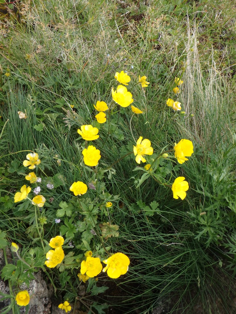 Ranunculus elegans photo 8
