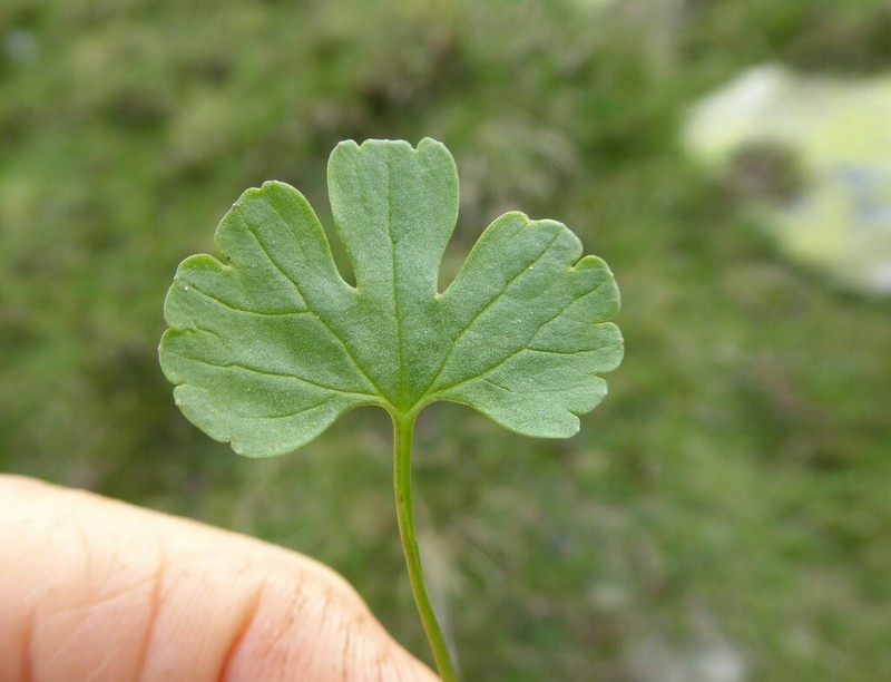 Ranunculus envalirensis