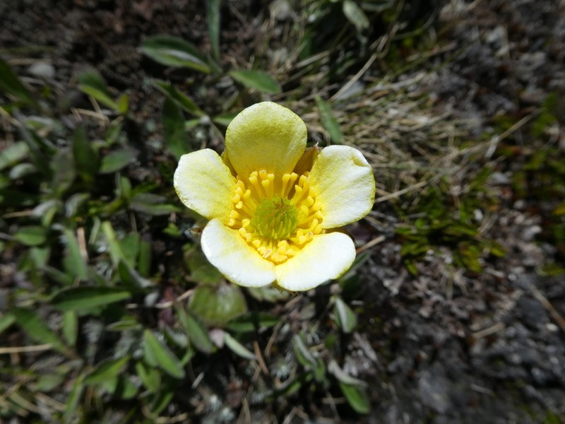 Ranunculus enysii photo 2