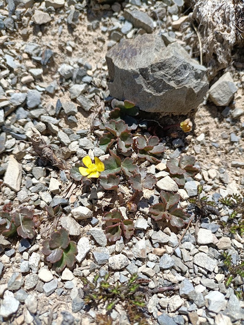 Ranunculus enysii photo 3