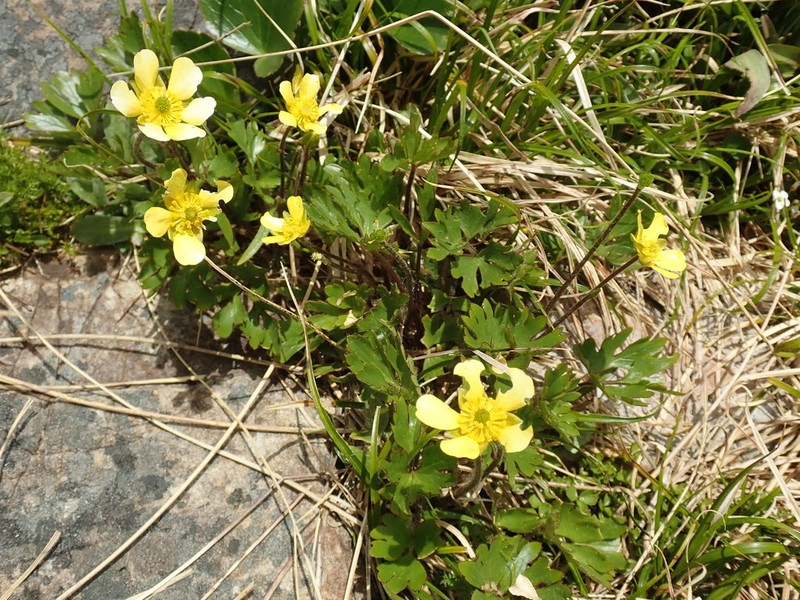 Ranunculus enysii photo 4