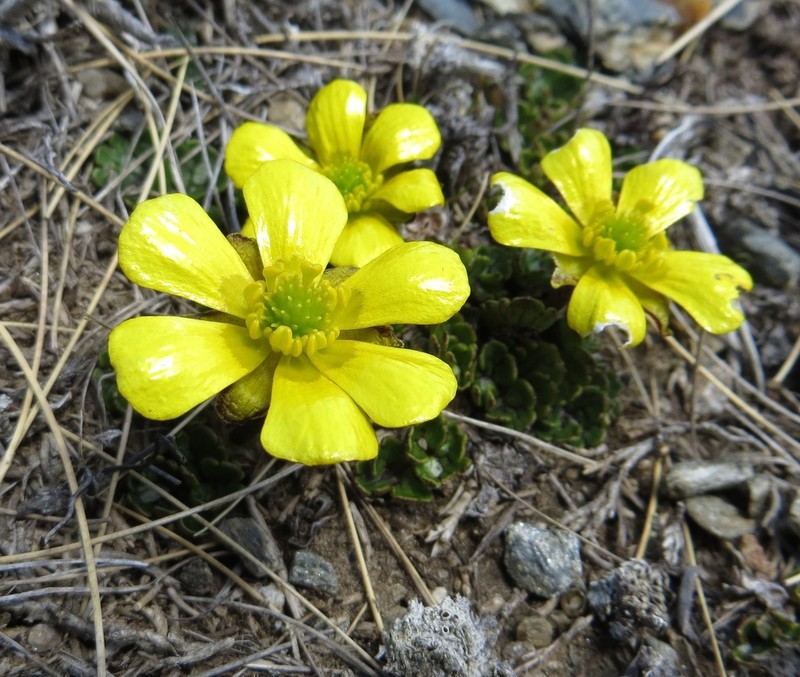Ranunculus enysii photo 5