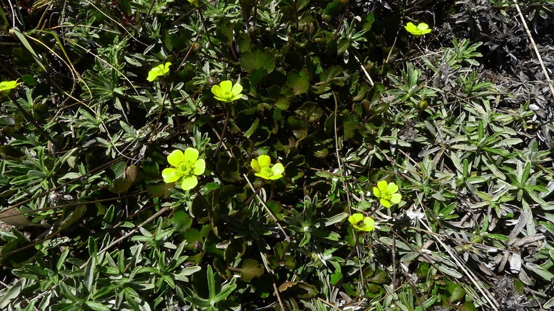 Ranunculus enysii photo 6
