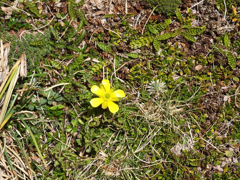 Ranunculus enysii photo 7