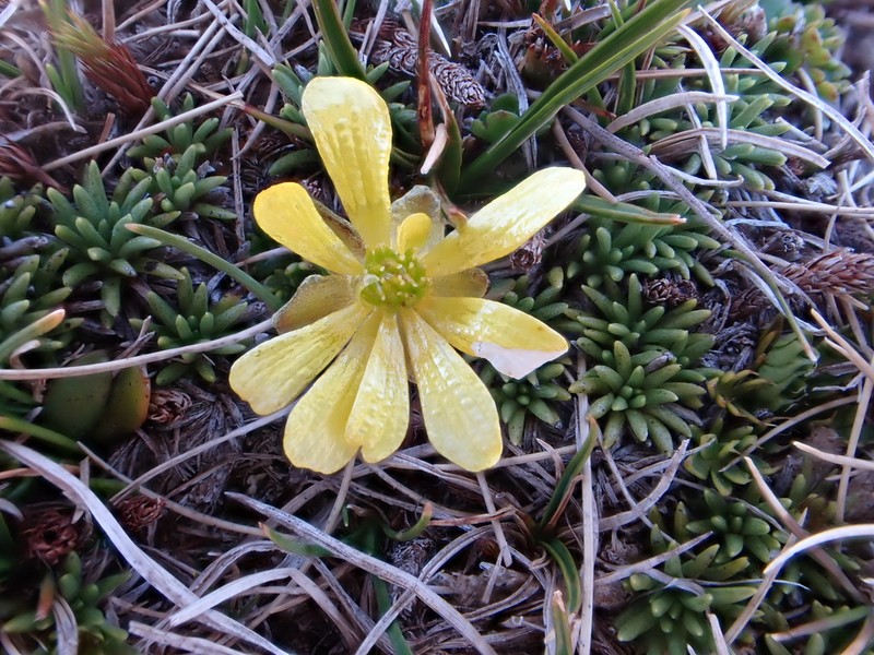 Ranunculus enysii photo 8