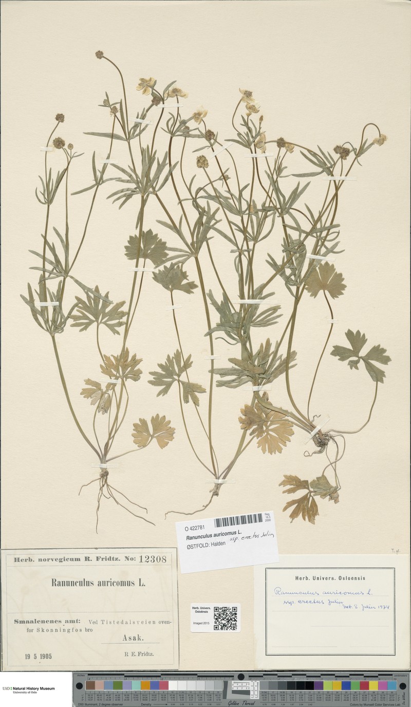 Ranunculus erectus