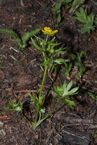 Eschscholtz's Buttercup