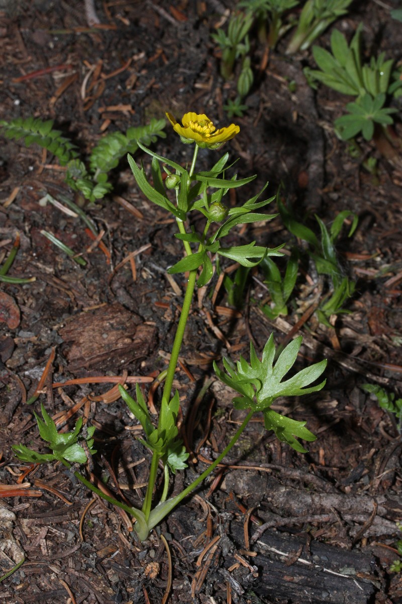 Eschscholtz's Buttercup