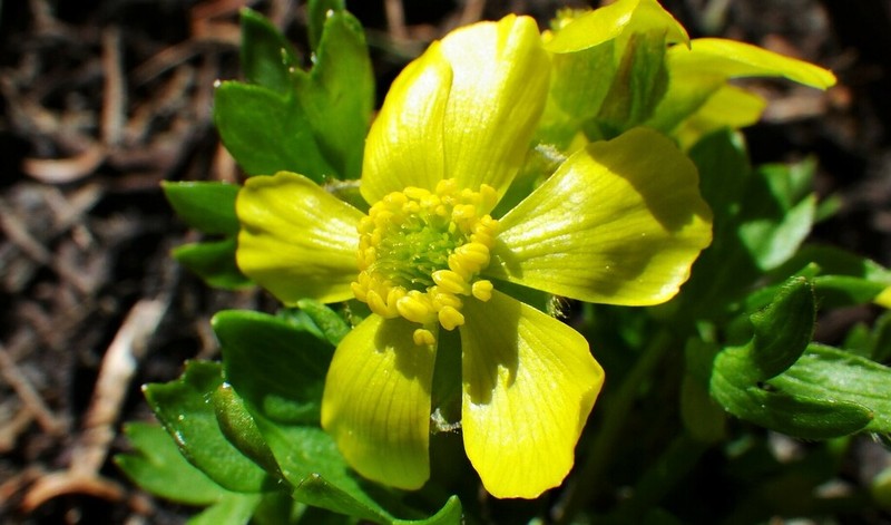 Eschscholtz's Buttercup photo 2