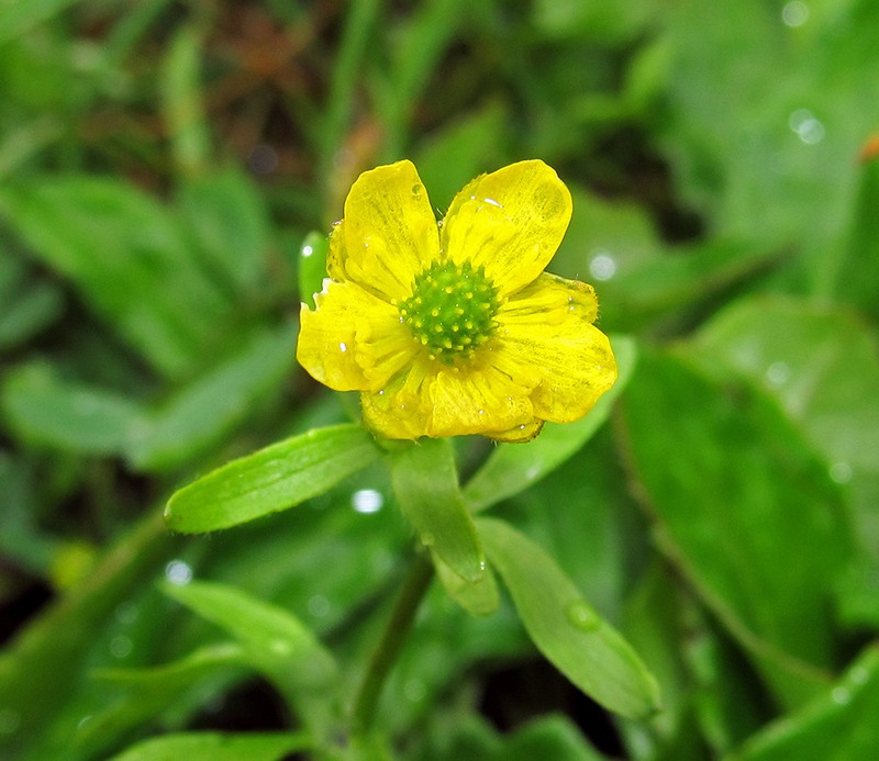 Eschscholtz's Buttercup photo 3