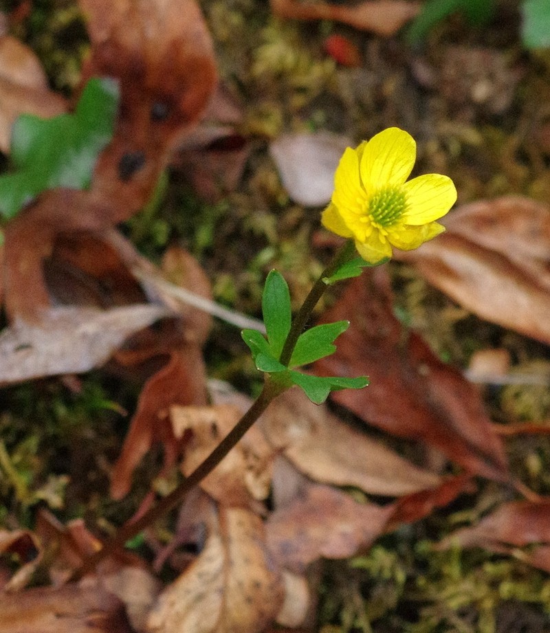 Eschscholtz's Buttercup photo 4