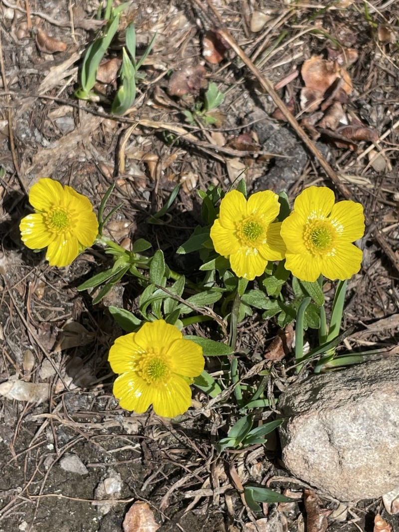 Eschscholtz's Buttercup photo 5