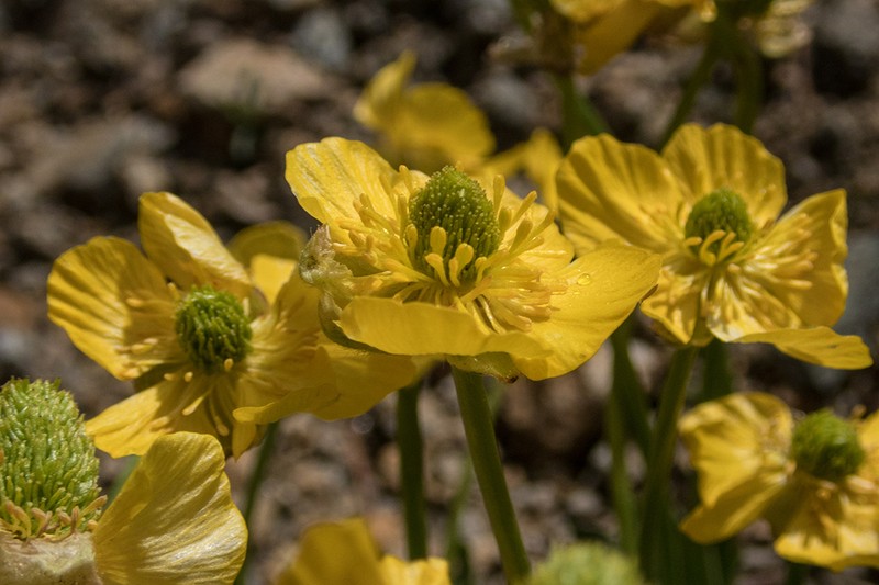 Eschscholtz's Buttercup photo 6