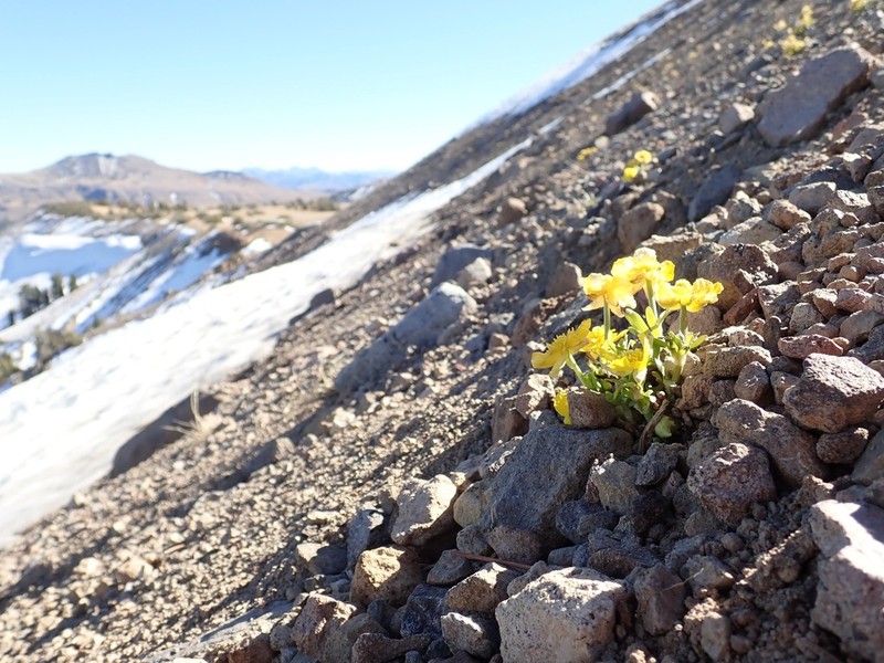 Eschscholtz's Buttercup photo 7