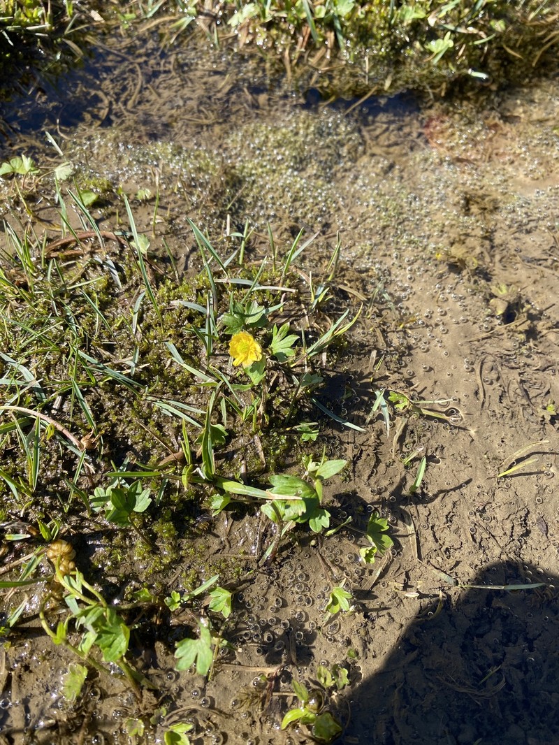 Ranunculus eschscholtzii var. eschscholtzii