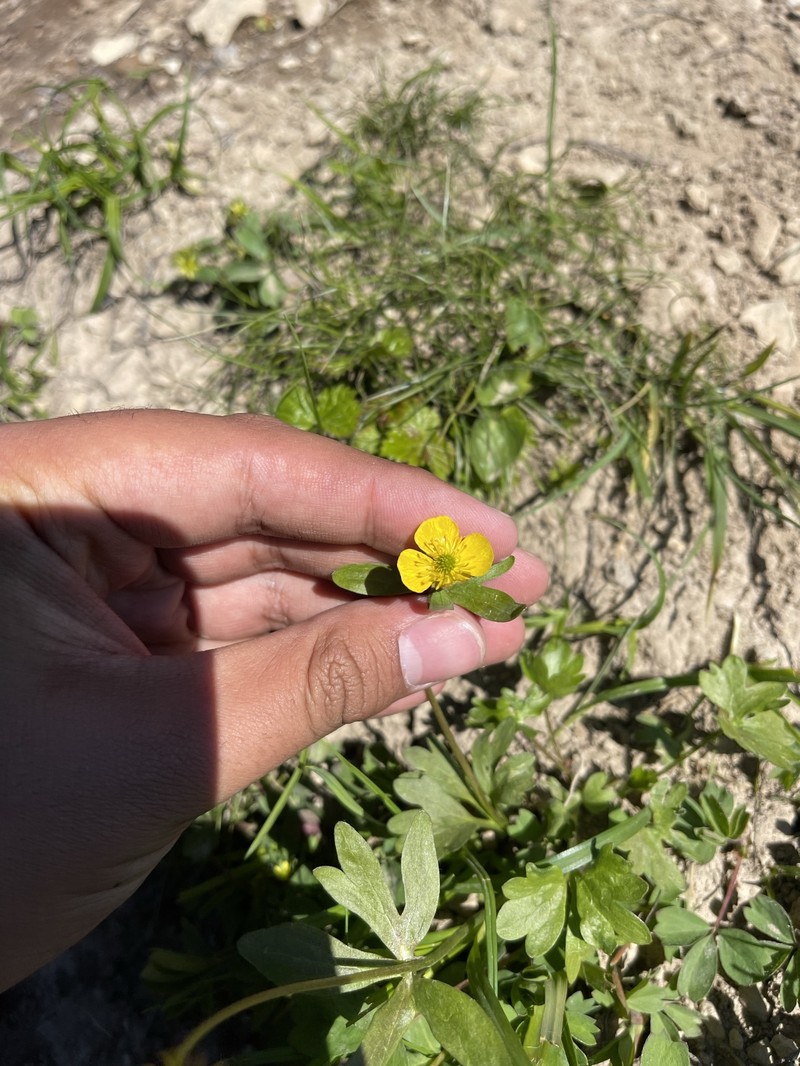 Ranunculus eschscholtzii var. eschscholtzii photo 2