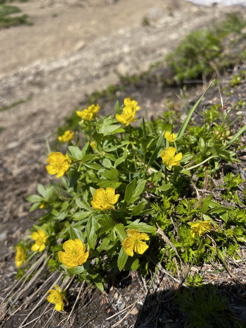 Ranunculus eschscholtzii var. eschscholtzii photo 3