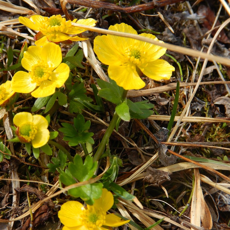 Ranunculus eschscholtzii var. eschscholtzii photo 4