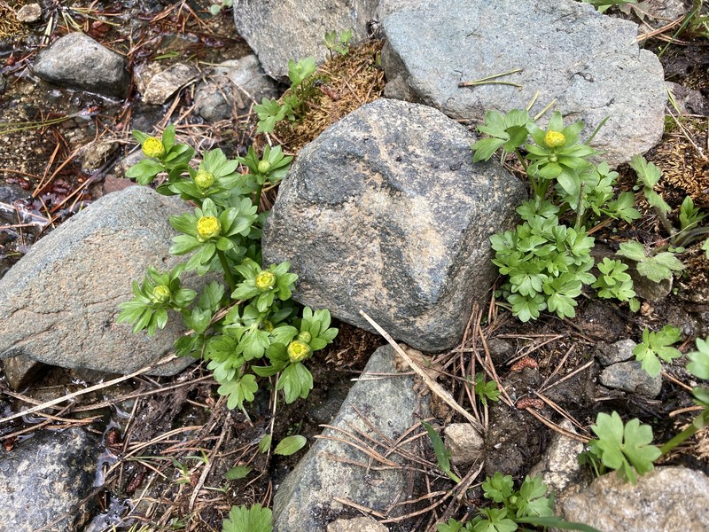 Ranunculus eschscholtzii var. eschscholtzii photo 5