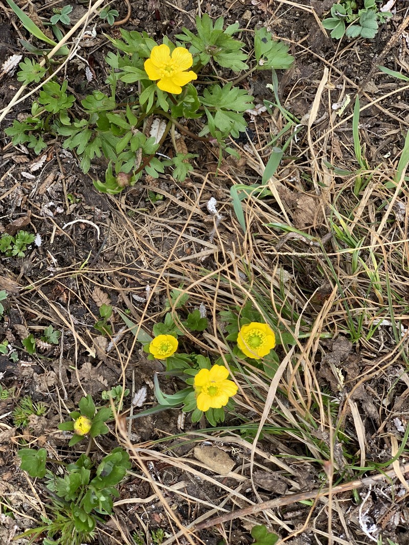 Ranunculus eschscholtzii var. eschscholtzii photo 7