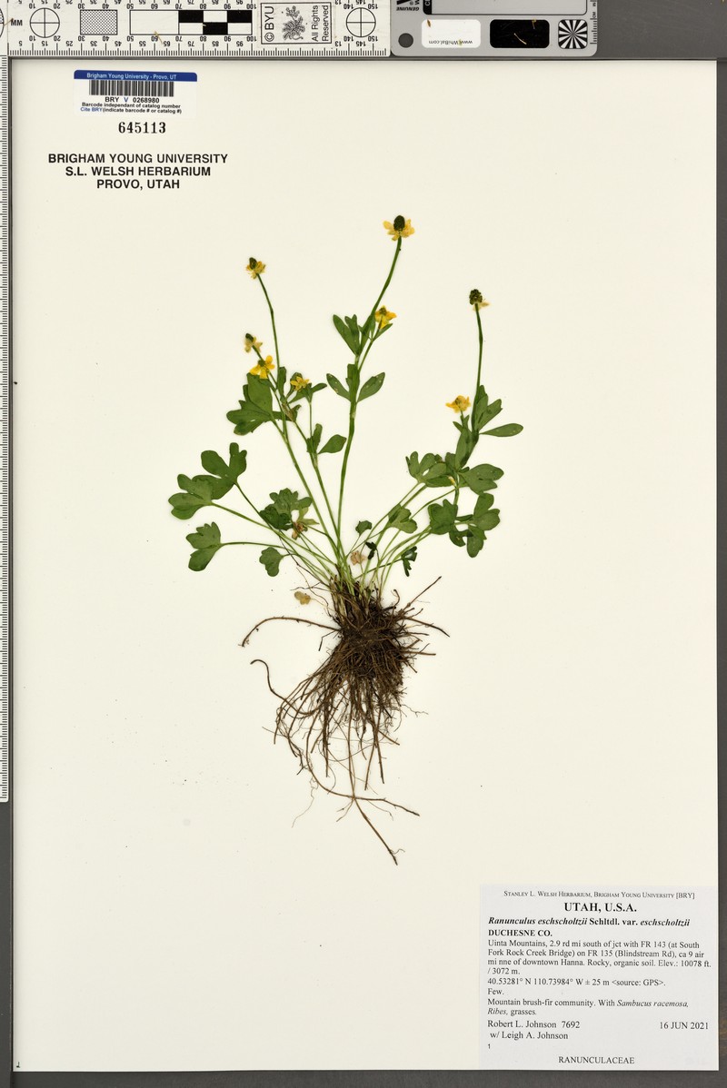 Ranunculus eschscholtzii var. eschscholtzii photo 8