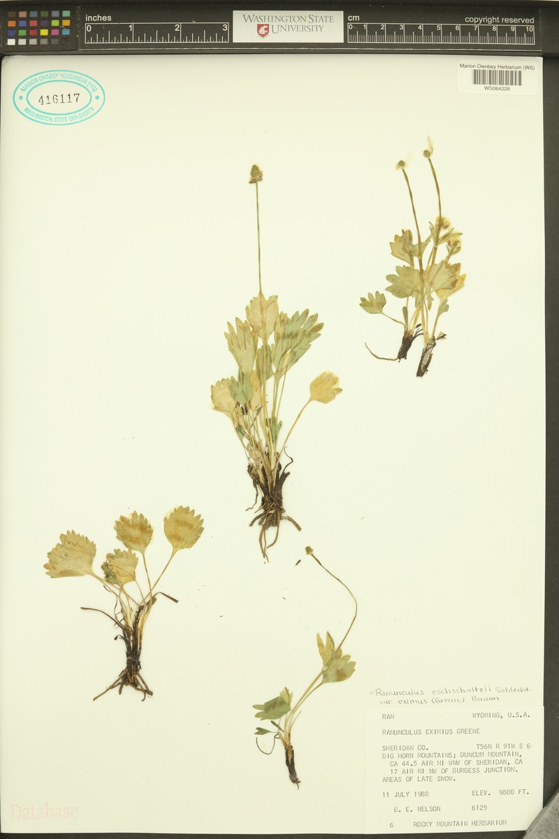 Tundra Buttercup photo 3