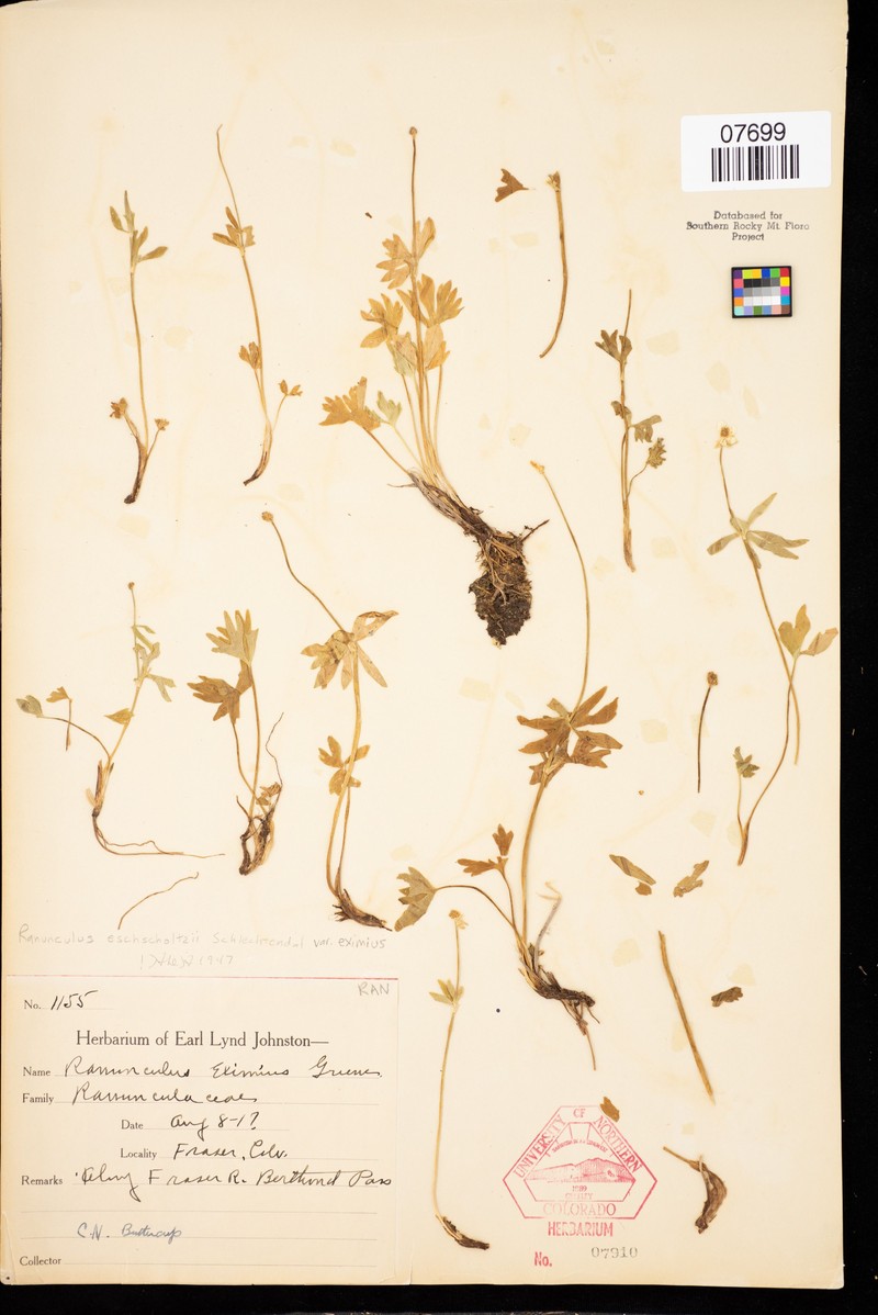 Tundra Buttercup