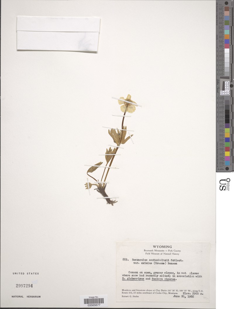 Tundra Buttercup photo 2