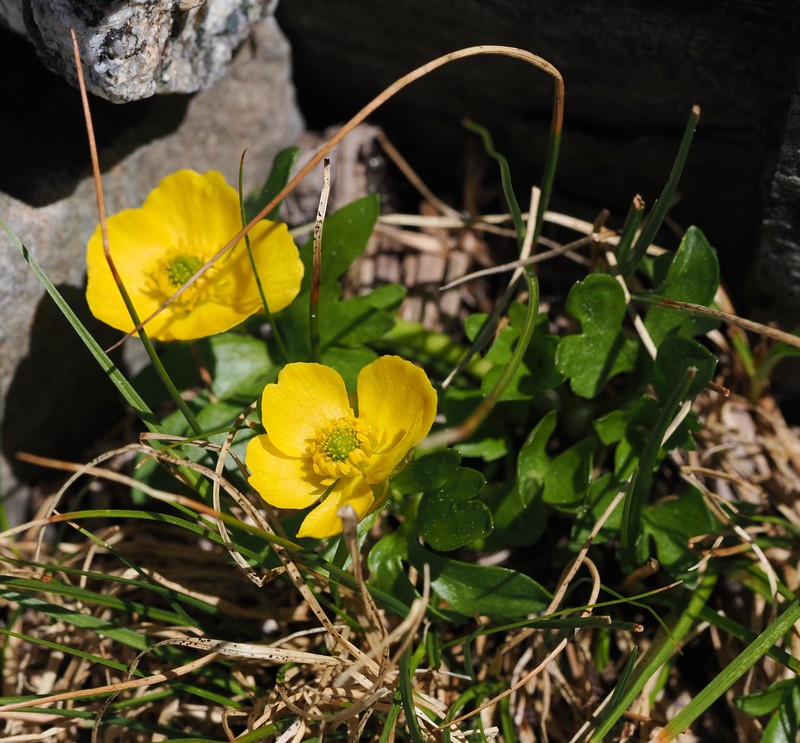 Ranunculus eschscholtzii var. oxynotus