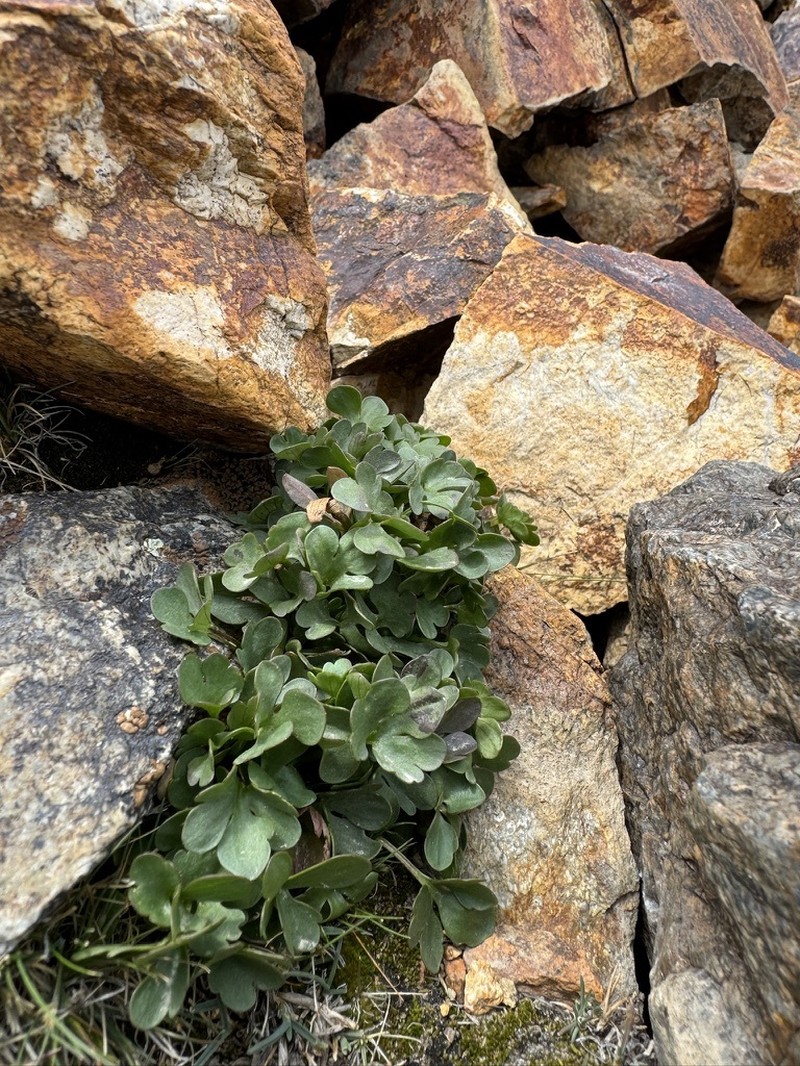Ranunculus eschscholtzii var. oxynotus photo 2