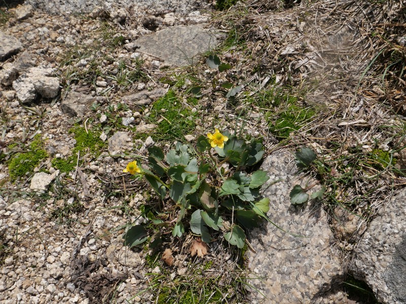 Ranunculus eschscholtzii var. oxynotus photo 3