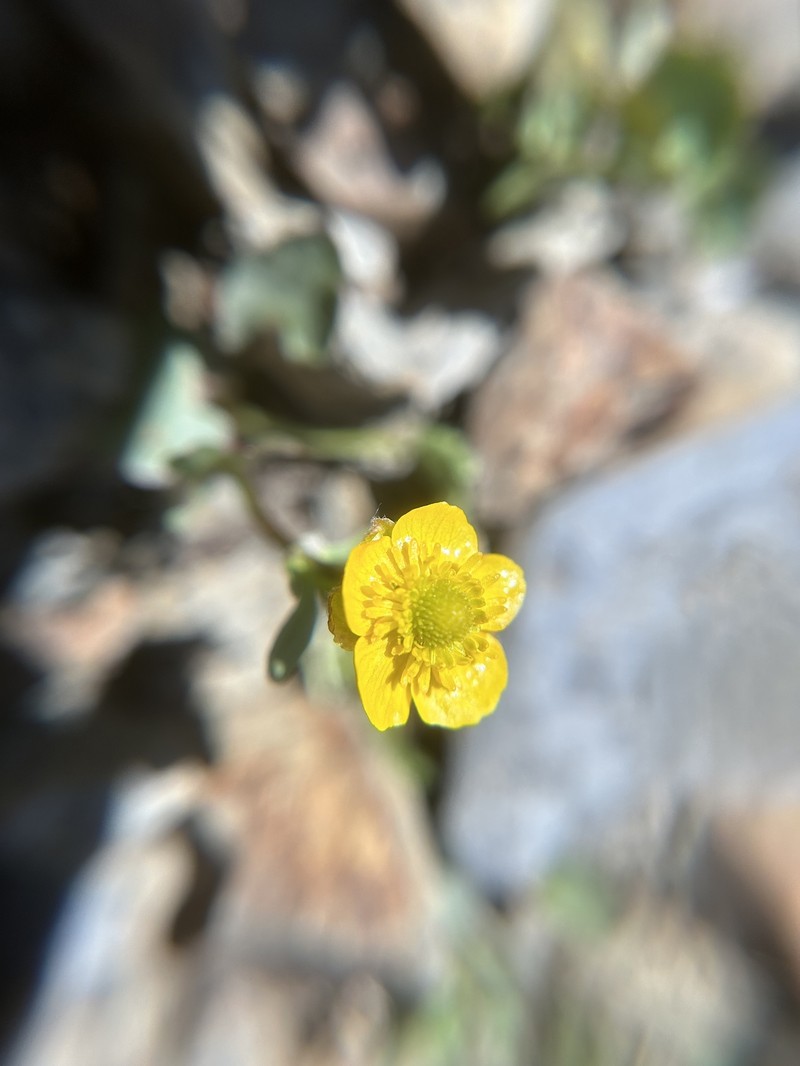 Ranunculus eschscholtzii var. oxynotus photo 4