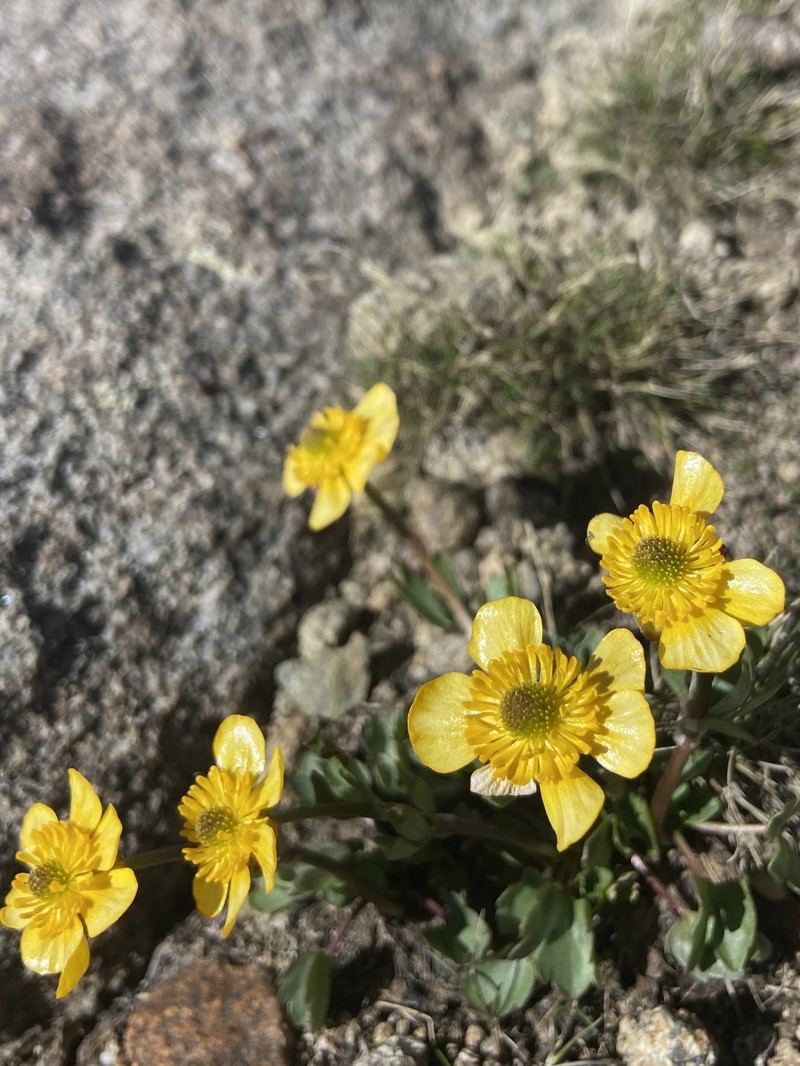 Ranunculus eschscholtzii var. oxynotus photo 5