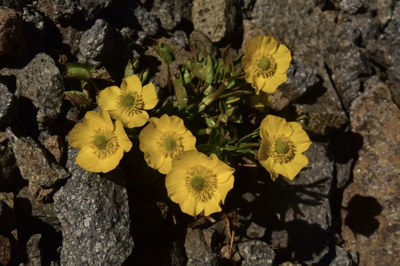Ranunculus eschscholtzii var. oxynotus photo 6