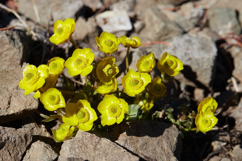 Ranunculus eschscholtzii var. oxynotus photo 7
