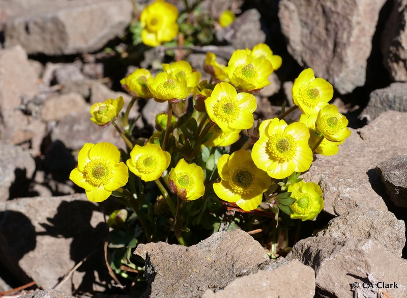 Ranunculus eschscholtzii var. oxynotus photo 8