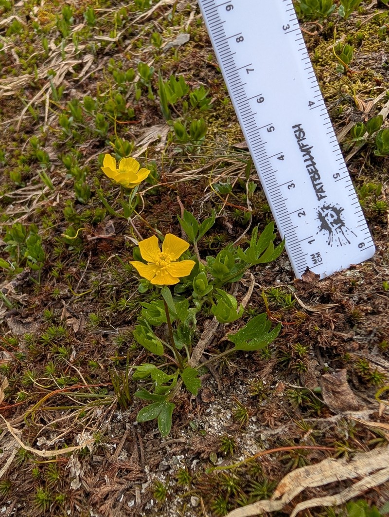Suksdorf's Buttercup