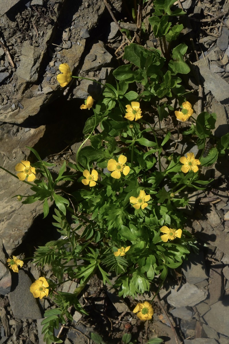 Suksdorf's Buttercup photo 2
