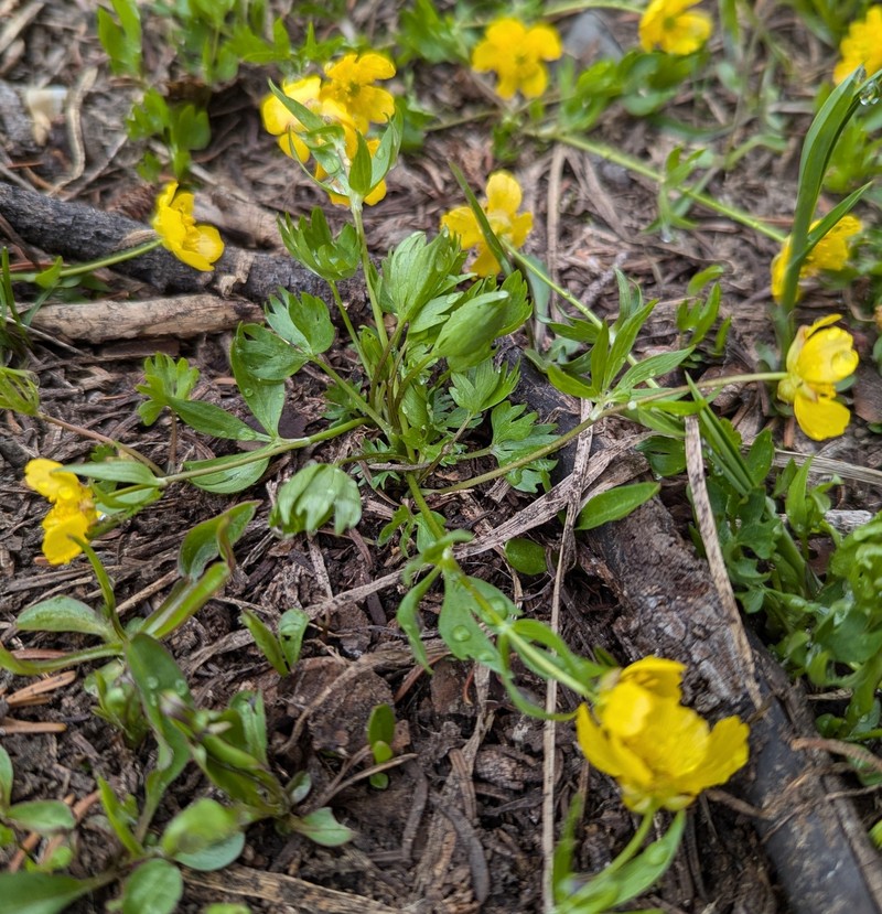 Suksdorf's Buttercup photo 3