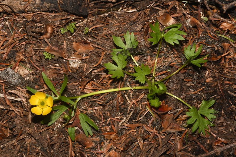 Suksdorf's Buttercup photo 4