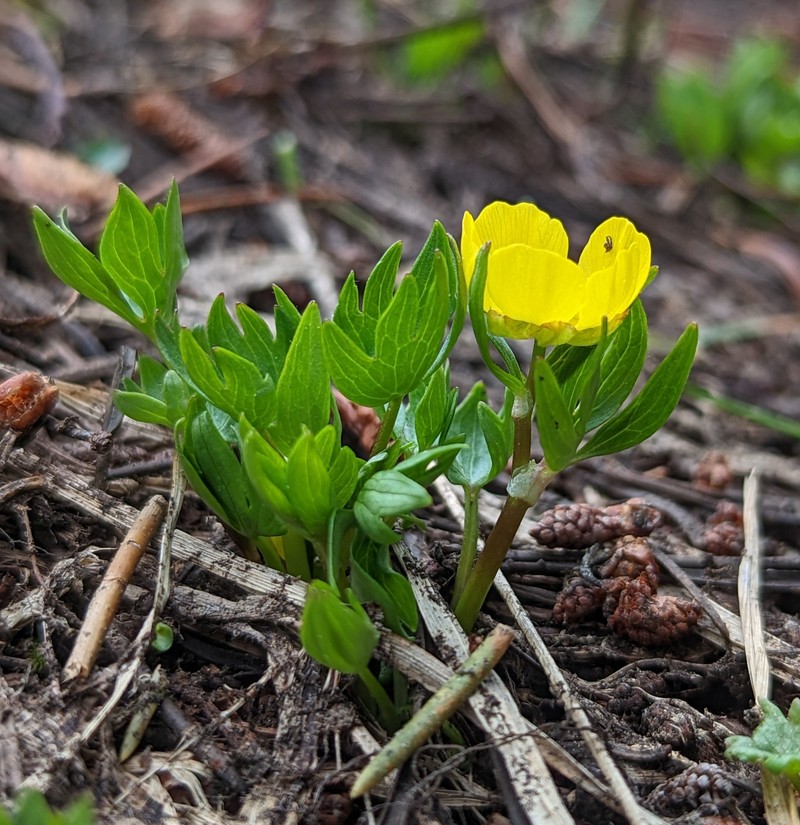 Suksdorf's Buttercup photo 5