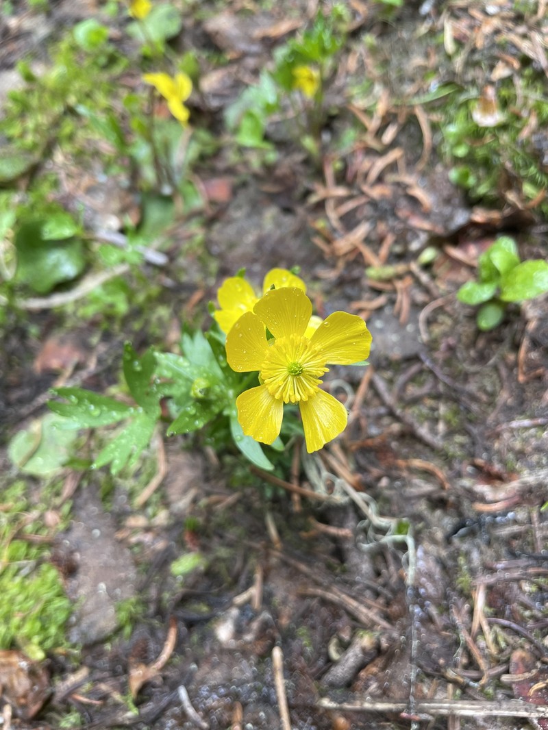 Suksdorf's Buttercup photo 6