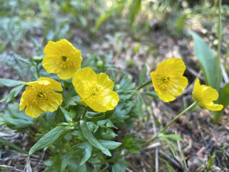 Suksdorf's Buttercup photo 7