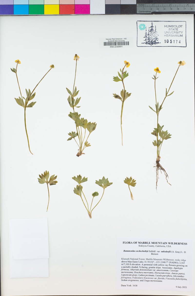 Suksdorf's Buttercup photo 8