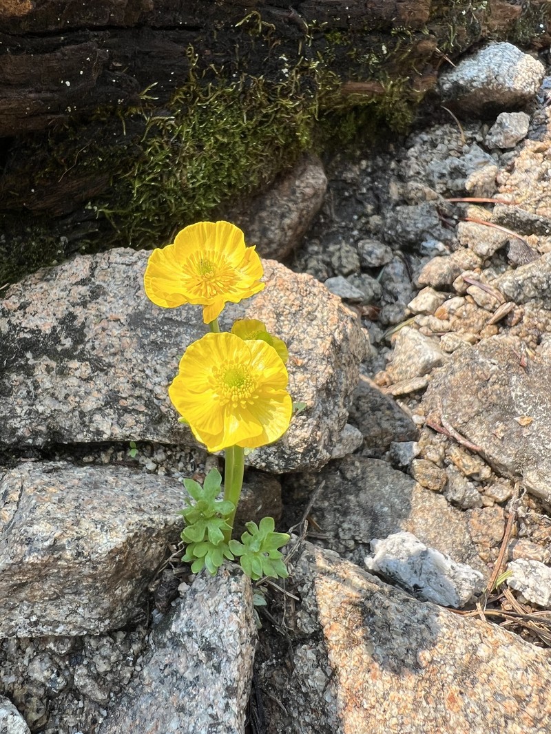 Ranunculus eschscholtzii var. trisectus