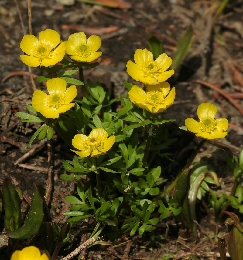 Ranunculus eschscholtzii var. trisectus photo 2