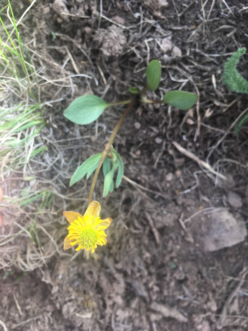 Ranunculus eschscholtzii var. trisectus photo 3