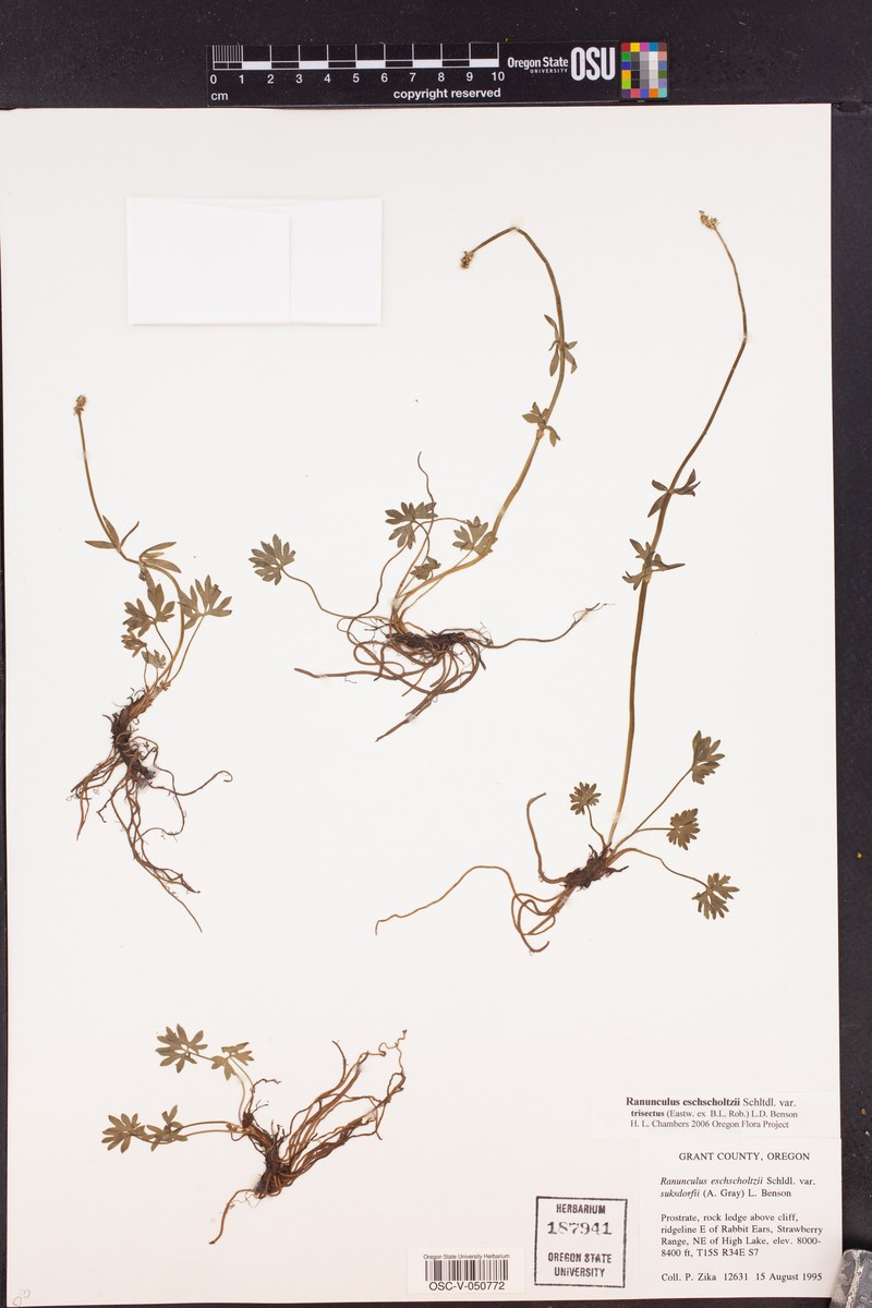 Ranunculus eschscholtzii var. trisectus photo 4