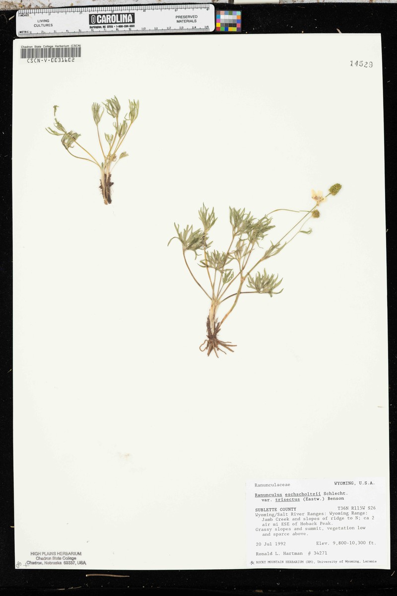 Ranunculus eschscholtzii var. trisectus photo 5