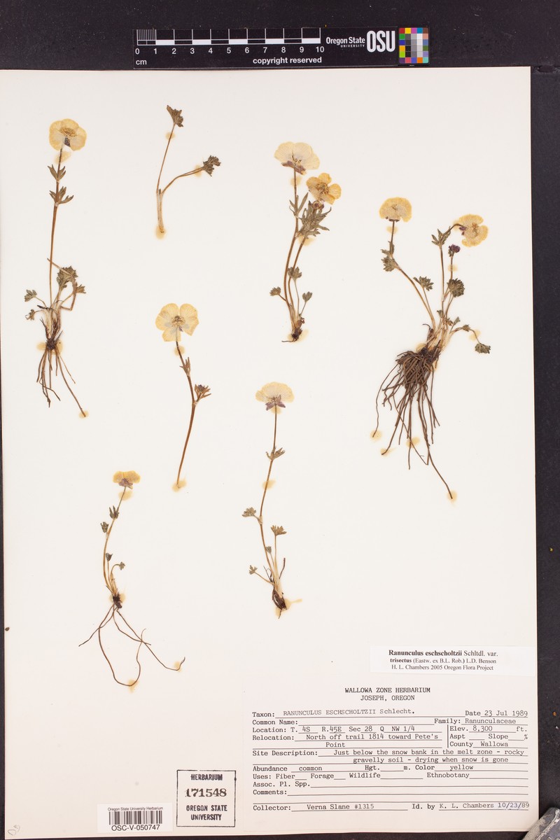 Ranunculus eschscholtzii var. trisectus photo 6